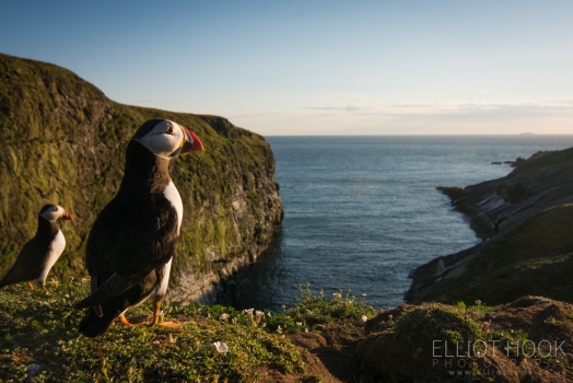 Puffin wide-angle