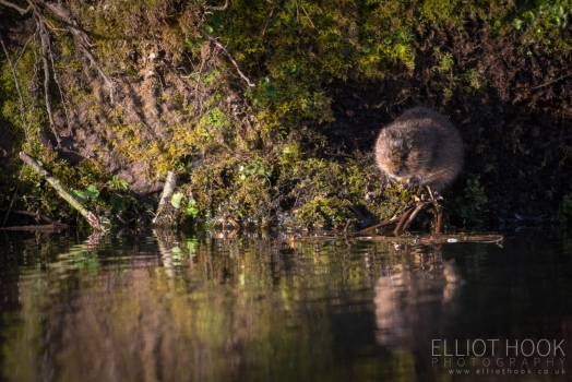 Water vole