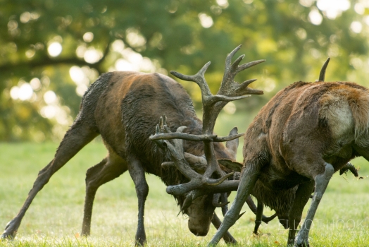 Red Deer Stags Locking Antlers