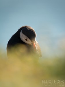 Atlantic puffin (fratercula arctica)