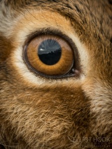 Brown Hare close up