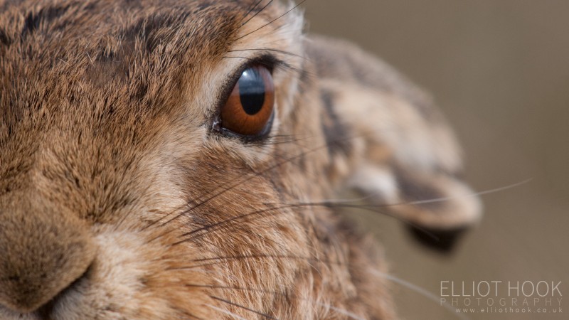Brown Hare Close Up