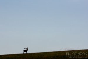 Red Deer Stag Silhouette