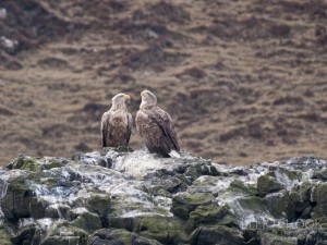 White tailed sea eagles, Skye