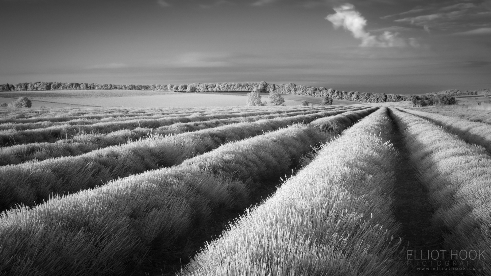 Cotswold Lavender Infrared with the Hoya R72