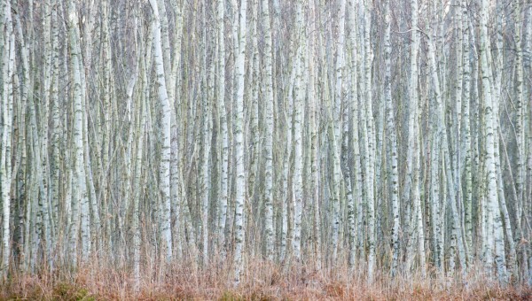 Holme Fen Birch Woodland