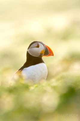 Puffin amongst the daisies, Skomer