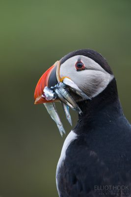 Puffin with sand eels, Skomer