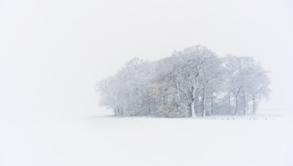 snowy copse of trees