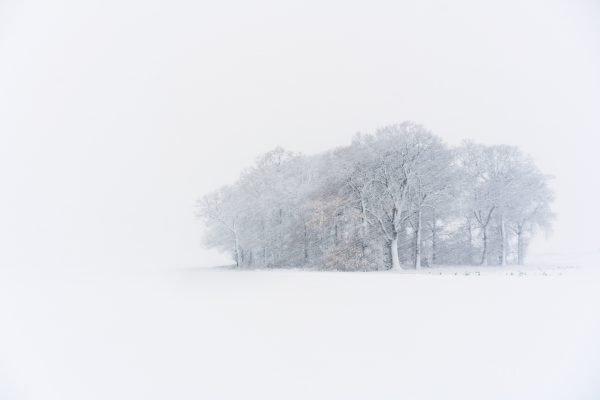 snowy copse of trees