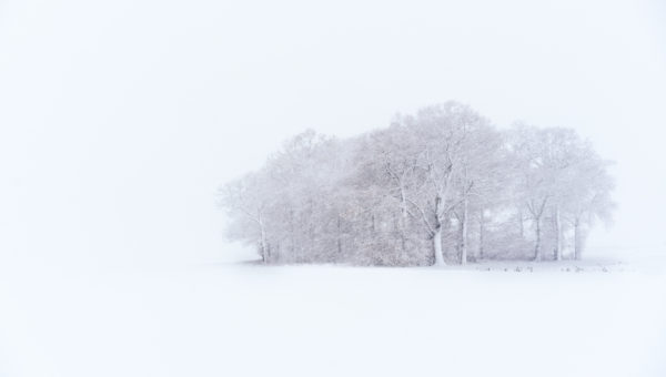Snowy Copse of trees
