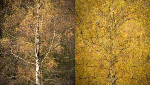 Contrasing silver birch trees in autumn