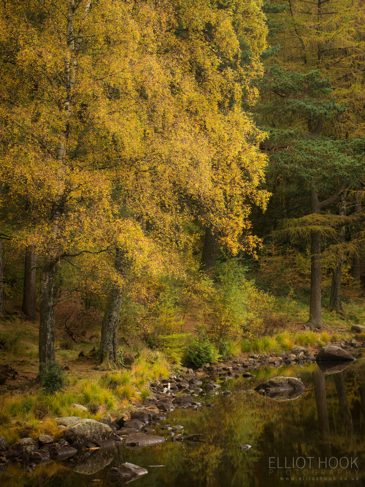 Blea Tarn woodland in autumn