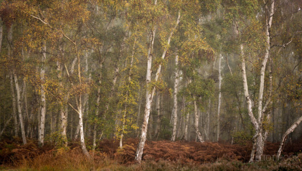 Woodland panorama of silver birch trees from Holme Fen