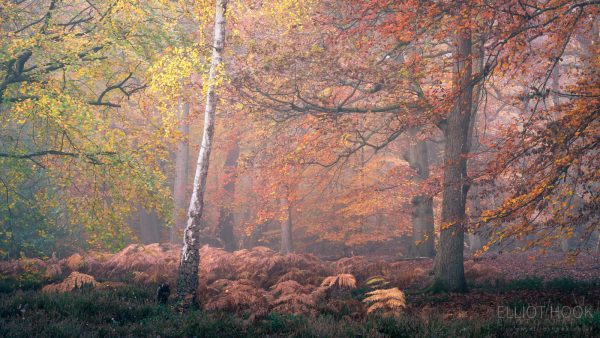 Autumn woodland photography