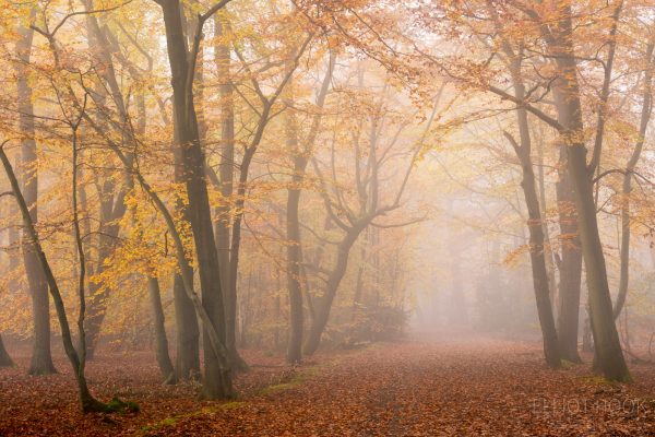 Photograph of path through an autumnal beech woodland