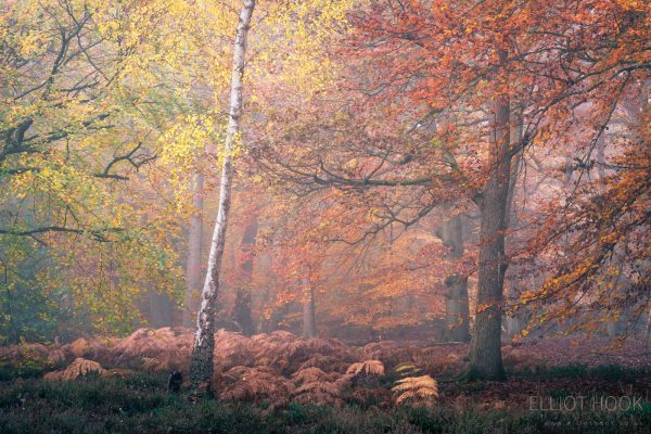 Colourful autumn woodland photograph