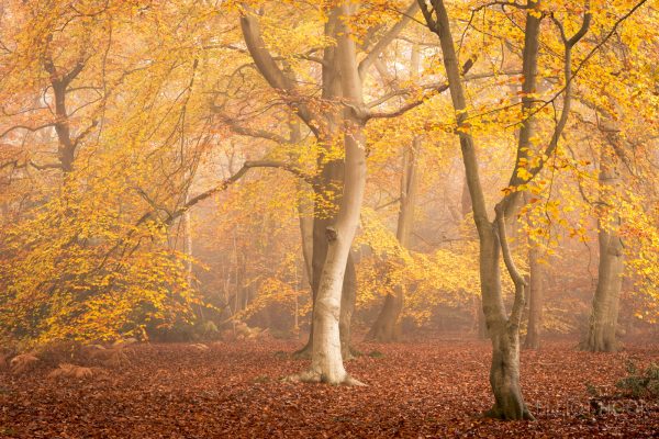 autumnal beech tree woodland photograph