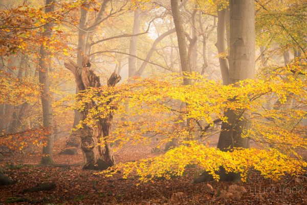Autumnal beech tree woodland photograph